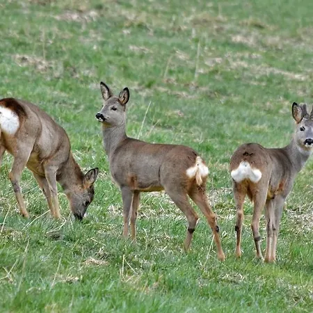 La Vallee Des Biches G1 Nyaraló Saint-Martin-Boulogne